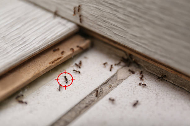 Best Local Pest Control Services  in Gibraltar, MI